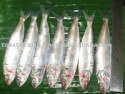 frozen indian oil sardine whole - product's photo