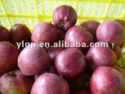 fresh red delicious apple - product's photo