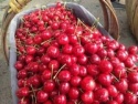 fresh cherries - product's photo