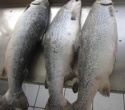 whole atlantic salmon - product's photo