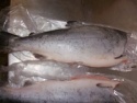 salmon coho - product's photo