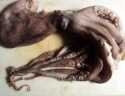 octopus - product's photo