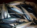 atlantic mackerel (scomber scombrus) - product's photo