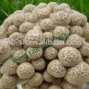 brown beech mushrooms shimeji - product's photo