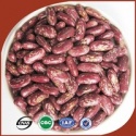 types of kidney beans bulk purple kidney beans red bean type - product's photo