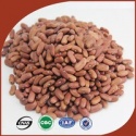 long shape beans best light red kidney beans - product's photo