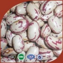 supply light speckled kidney beans - product's photo