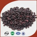 competitive dark red long shape kidney beans hot selling type - product's photo