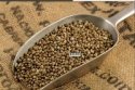 agricultural hemp seeds - product's photo