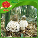 chinese mushroom dried funji artificially cultivated dictyophora - product's photo