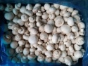 iqf frozen white mushroom / frozen champignon - product's photo