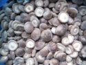 iqf frozen shiitake mushroom - product's photo