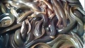 fresh water eel fish - product's photo