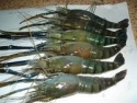 fresh water prawns - product's photo