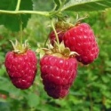 canned raspberry in syrup - product's photo