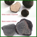 new crop black truffle/fresh tuber indicum - product's photo