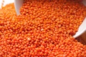 new crop red football lentils - product's photo