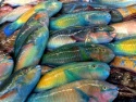 parrot fish - product's photo