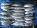 frozen horse mackerel fish  - product's photo