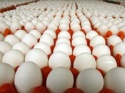 chicken eggs natural selenium omega 3 - product's photo
