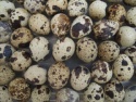 quail eggs 12pcs in package - product's photo