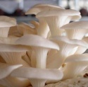 hot sale high quality vietnam mushroom - product's photo