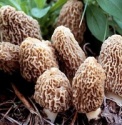 hot sale high quality morels mushroom price - product's photo