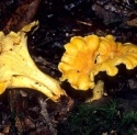 hot sale high quality chanterelle mushrooms - product's photo