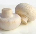 quality champignon mushroom - product's photo