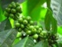 wolega organic coffee - product's photo