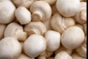 white mushroom / white button mushroom - product's photo