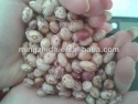 new crop light speckled kidney bean/xinjiang round lskb - product's photo