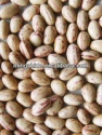 new crop light speckled kidney bean - product's photo