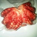 grade aa quality octopus  - product's photo