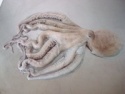 octopus - product's photo