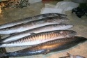 barracuda fish  - product's photo