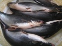 pangasius fish  - product's photo
