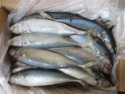 horse mackerel fish - product's photo