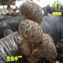  flower shiitake mushroom/thick white mushroom - product's photo