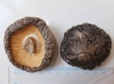 edible dried smooth shiitake mushroom cultivation - product's photo