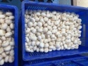 frozen champignon mushroom - product's photo