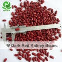 new crop dark red kidney beans - product's photo