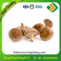 organic shiitake mushroom spawn - product's photo