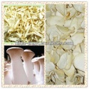 dried cultivated king oyster mushroom slice - product's photo