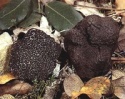 mushroom truffle wild morchella conica boletus edulis shiitake - product's photo