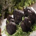 fresh wild black truffle - product's photo