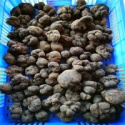 new crop 4-8cm fresh black tuber 100% wild black truffle - product's photo