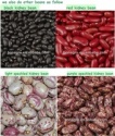 bean/light speckled kidney bean - product's photo