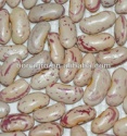 dried light speckled kidney bean - product's photo