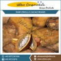 raw criollo cacao beans - product's photo